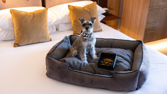 www.trendingtails.com. dog id tags, luxury dog hotels