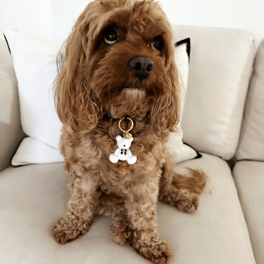 Designer Tag My Teddy