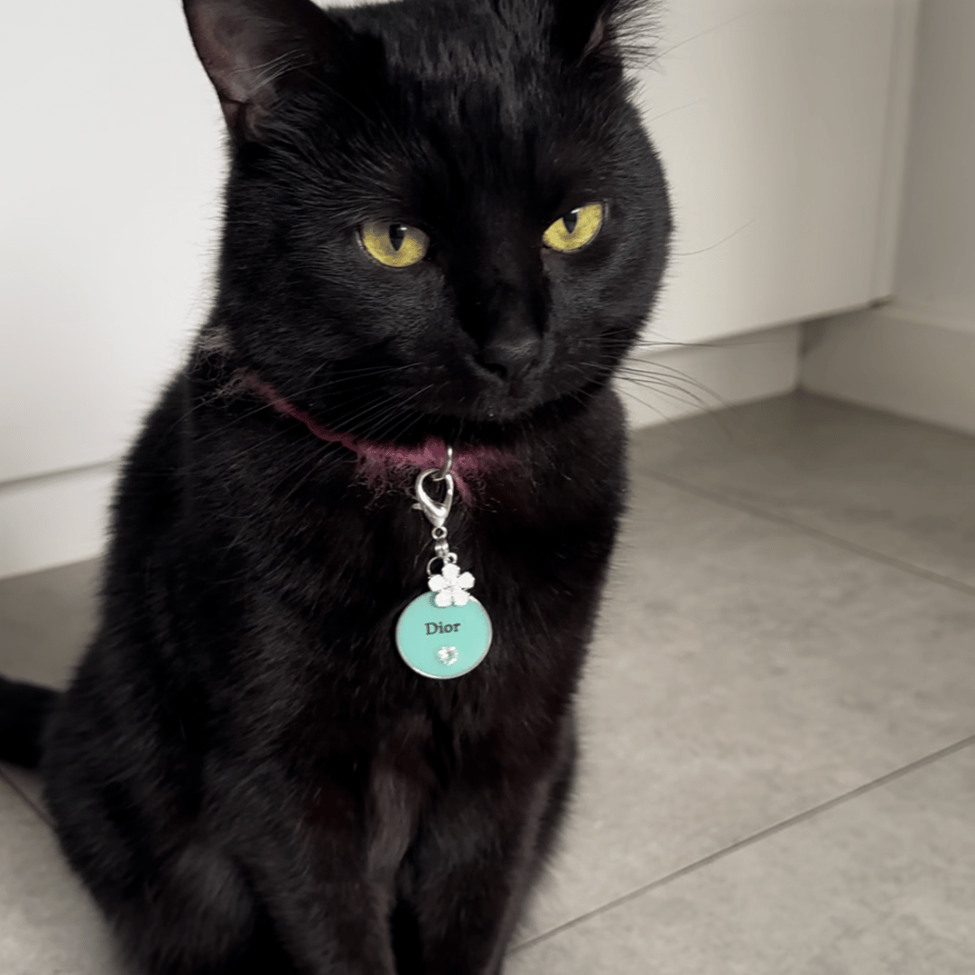 Round aqua blue pet ID tag with silver stainless steel hardware and heart-shaped cubic zirconia crystal, Tiffany blue and silver pet ID tag, cat ID tag.