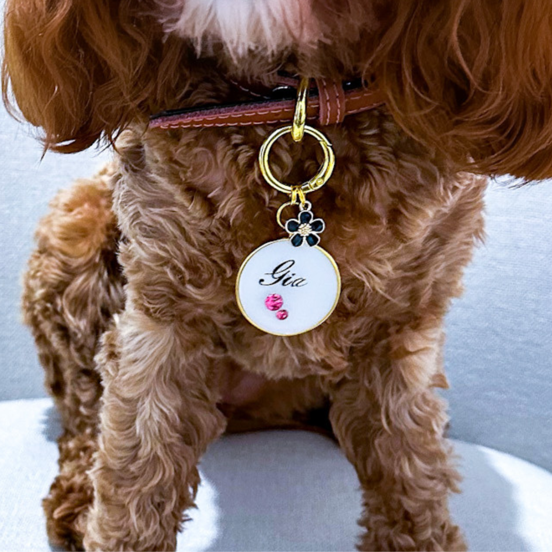 White round pet ID tag with gold-plated stainless steel hardware and pink cubic zirconia crystals, worn by a dog.