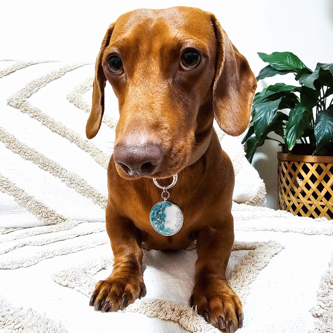 Shimmery white round pet ID tag with silver stainless steel hardware, turquoise blue stones and silver foil, dog ID tag.